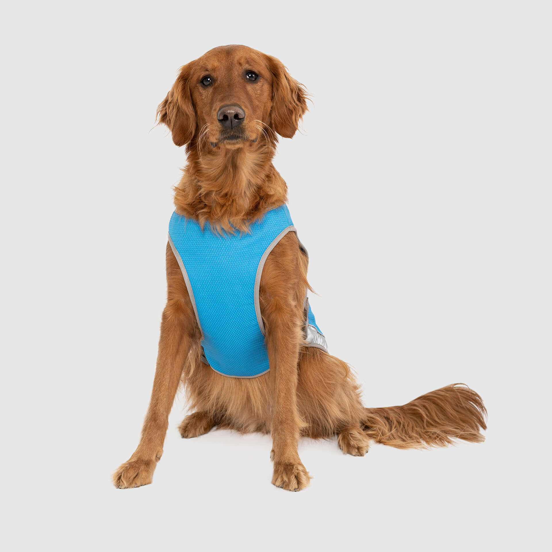 Chill Seeker Dog Cooling Vest | Canada Pooch