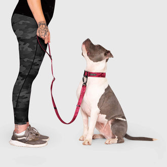 Utility Leash in Plum, Canada Pooch Dog Leash|| color::plum|| size::L/XL|| name::Rico The Stafford Terrier || weight::63