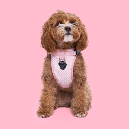 Barbie Everything Harness in Checker, Canada Pooch Dog Harness