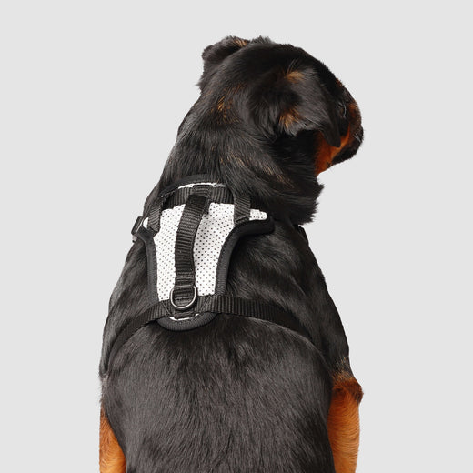 The Everything Dog Harness – No-Pull Dog Harness
