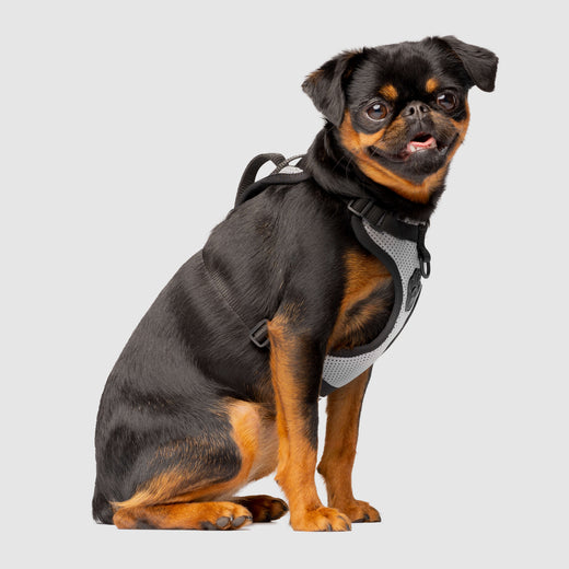 The Everything Dog Harness in Reflective Print, Canada Pooch Dog Harness