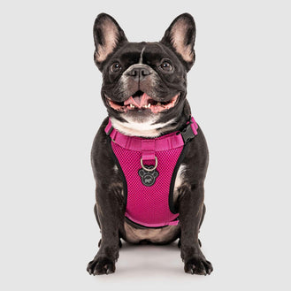 The Everything Dog Harness in Solid Pink, Canada Pooch Dog Harness 