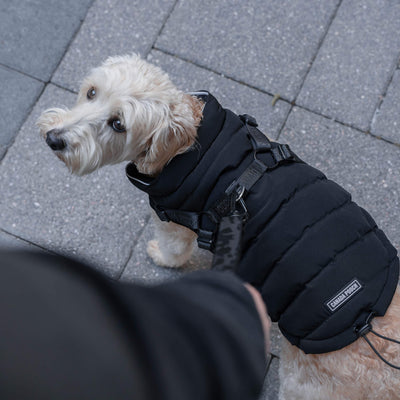 Harness Puffer in Black, Canada Pooch, Dog Parka|| color::black|| size::na