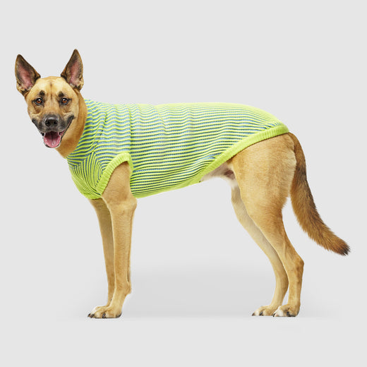 Icon Sweater Dog Sweater in Green Blue, Canada Pooch Dog Sweater