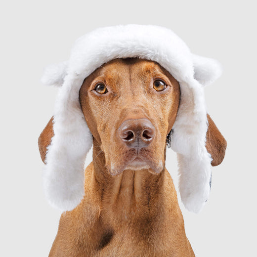 Arctic Air Dog Hat in Grey, Canada Pooch Dog Hat