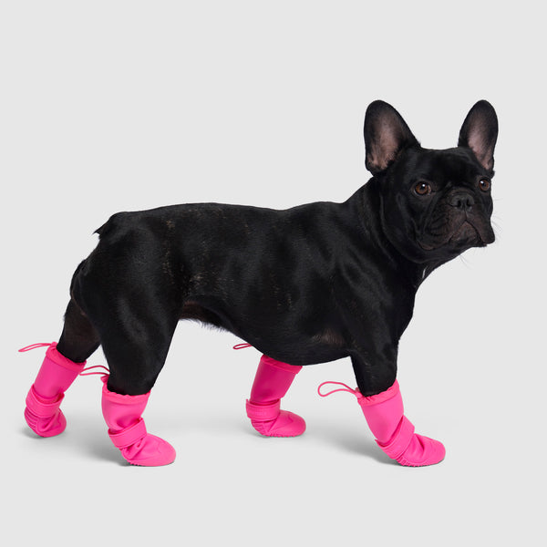 Waterproof Rain Boots in Pink, Canada Pooch Dog Boots|| color::pink|| size::3|| name:: Shelby the French Bulldog|| weight::21