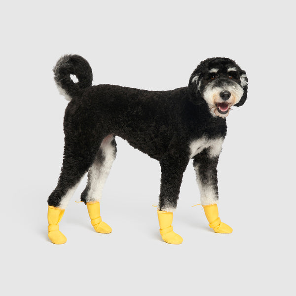 Waterproof Rain Boots in Yellow, Canada Pooch Dog Boots|| color::yellow|| size::4|| name::Rosie the Sheepadoodle|| weight::50