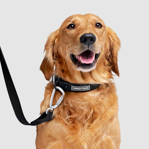 Waterproof Collar in Black, Canada Pooch Dog Collar