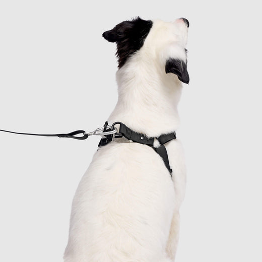 Waterproof Dog Harness Canada Pooch