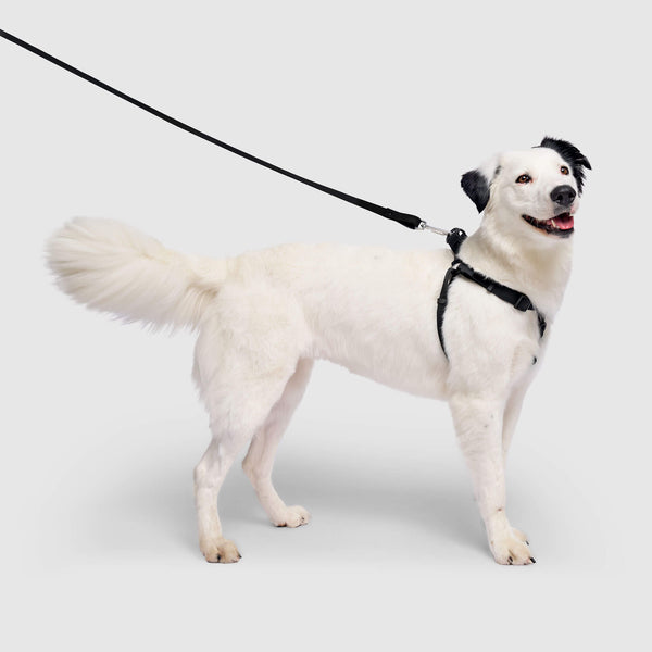 Waterproof Harness in Black, Canada Pooch Dog Harness|| color::black|| size::XL|| name:: Coolie the Border Collie Mix|| weight::62