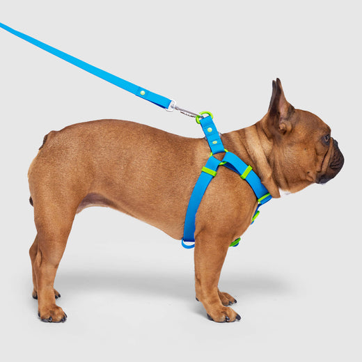 Waterproof Dog Harness Canada Pooch