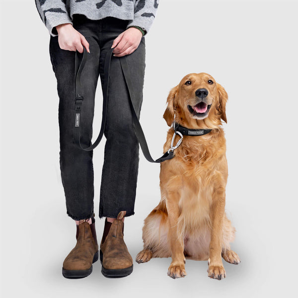 Waterproof Leash in Black, Canada Pooch Dog Leash|| color::black|| size::L/XL|| name:: Nala the Golden Retriever|| weight::60