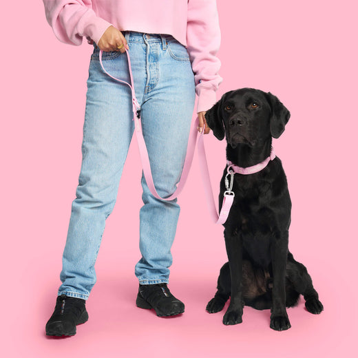 Barbie Waterproof Leash in Light Pink, Canada Pooch Dog Leash