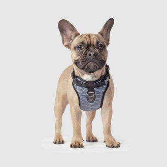 The Everything Dog Harness in Grey Spacedye, Canada Pooch Dog Harness 