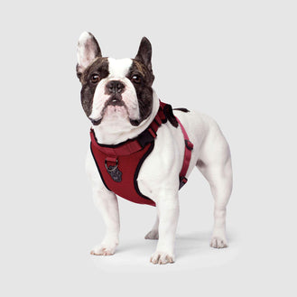 The Everything Dog Harness in Solid Red, Canada Pooch Dog Harness 